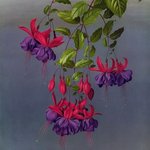 Bild des Benutzers Schwedenfreundin