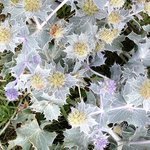 Bild des Benutzers Distelmaedchen