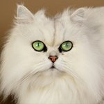 Bild des Benutzers goldmaster