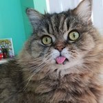 Bild des Benutzers Puschi