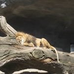 Bild des Benutzers Kira Kühl