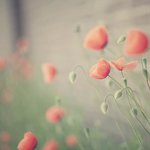 Bild des Benutzers Emilia86