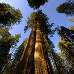 Bild des Benutzers Sequoia