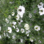 Bild des Benutzers rapunzel1902