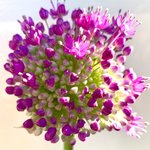 Bild des Benutzers PTheimelig70