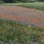 Bild des Benutzers Linneas.hemma