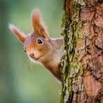 Bild des Benutzers fona