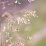 Bild des Benutzers Kaddihi