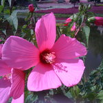 Bild des Benutzers ginne