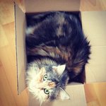 Bild des Benutzers AltbauLove