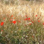 Bild des Benutzers Cita