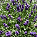 Bild des Benutzers MyLittleRoom