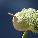 Bild des Benutzers okta