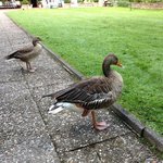 Bild des Benutzers Ortons