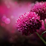 Bild des Benutzers Elasternchen