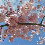 Bild des Benutzers Bekkilein