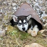 Bild des Benutzers 2 nomads