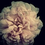 Bild des Benutzers Gretchen Wergen