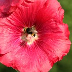 Bild des Benutzers Falbala