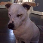 Bild des Benutzers Chammer