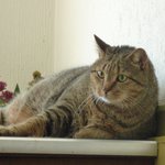 Bild des Benutzers Teatime