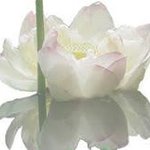 Bild des Benutzers Bärbel Platz