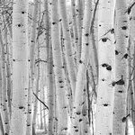 Bild des Benutzers Aspen