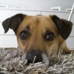 Bild des Benutzers Schnutemaus