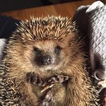 Bild des Benutzers greenheart