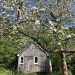 Bild des Benutzers NordicFlower