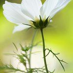 Bild des Benutzers Coffeetarian