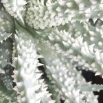 Bild des Benutzers BenisaS by Sandra