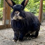 Bild des Benutzers Mona Wirrwarr