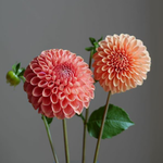 Bild des Benutzers lieblingshaus