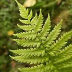 Bild des Benutzers LibelleR