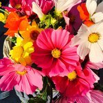 Bild des Benutzers Fräulein von Welt