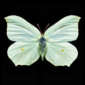 Butterfly V: Heiko Hellwig