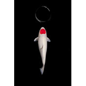 Tancho Kohaku: Heiko Hellwig Tancho Kohaku: Heiko Hellwig