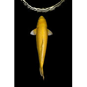 Yamabuki: Heiko Hellwig Yamabuki: Heiko Hellwig