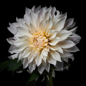 Dahlia: Heiko Hellwig Dahlia: Heiko Hellwig