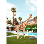 Pool Side Giraffe: Paul Fuentes